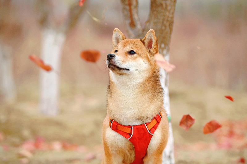 Shiba Inu, Solana e Polkadot estão entre as criptomoedas que chegaram ao topo do mercado Bitcoin